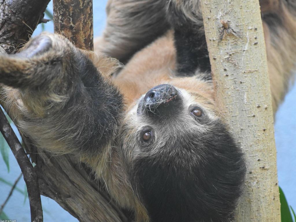 ការសិក្សាពីប្រភេទស្លុត